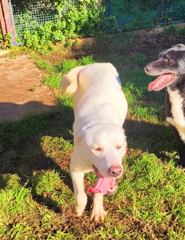 Sade, dolcissima mini labrador  Foto 8